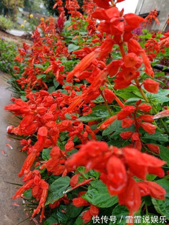 3种花不怕热,天热长得好,开花成花海,比绿萝还好养!