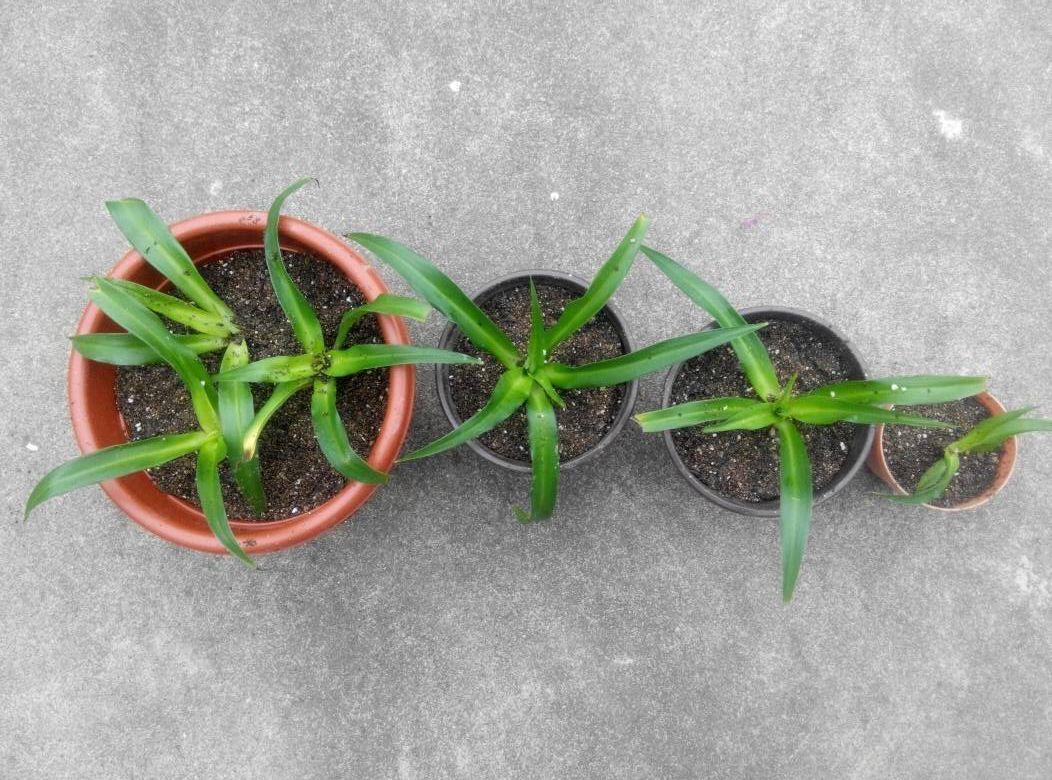 扦插|不用扦插,养花1盆变10盆,把根一掰,成活率翻倍!