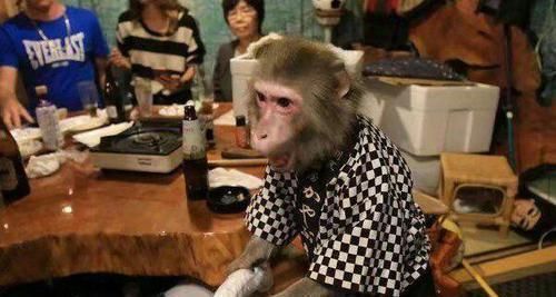 公愤|猴子在餐厅当服务员,拿小费拿到手软,工资却少的可怜引起公愤