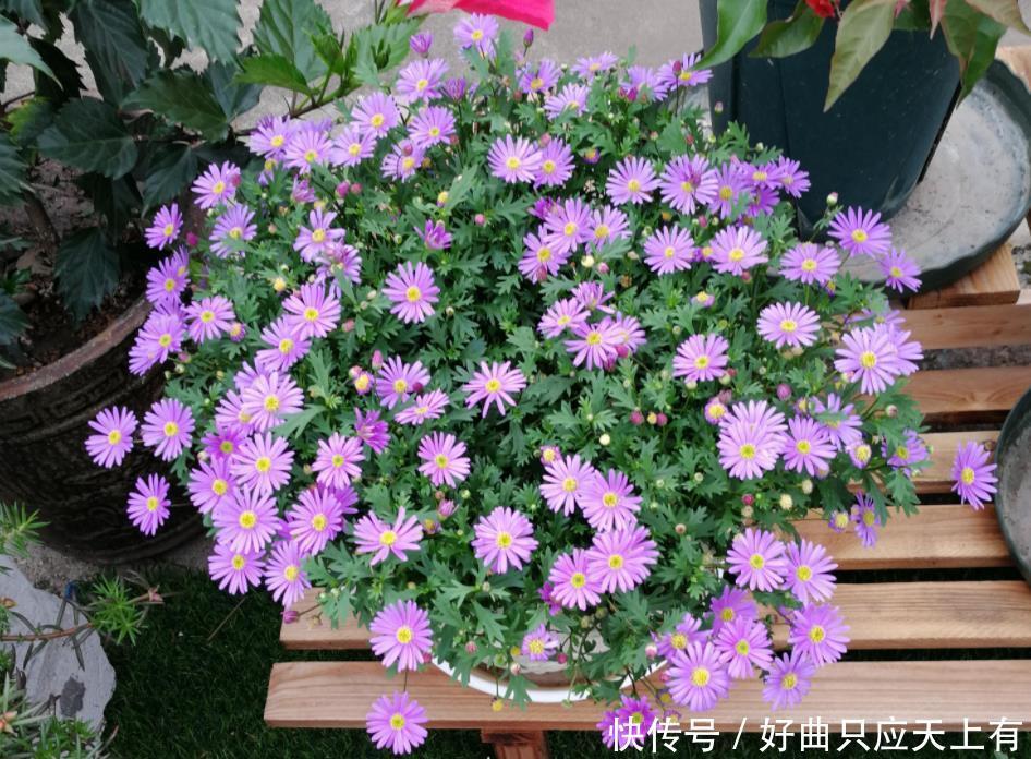 夏天遇到“几种花”别慌张,多剪几刀,花苞嗖嗖冒,花开不断