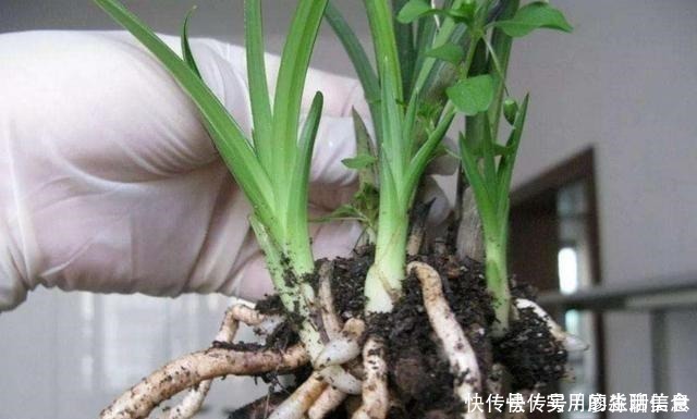 花盆|室内养花,有6个“禁忌”,犯1个也活不久,看你中了几个!