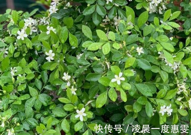 花友|种在阳台的九里香,既能净化空气环境,又能满屋飘香