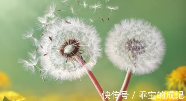 癌细胞|中医药又立功了吗?蒲公英48小时内杀死98%的癌细胞吗?查明真相