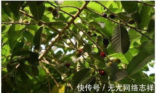 鹤顶红$中国古代九大毒药,只识一味“鸩”,了解其余八种以后穿越不吃亏