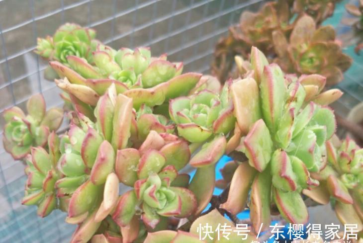 艳日辉|跟艳日辉撞脸的多肉红缘莲花掌，你知道怎么区分和怎么养吗？