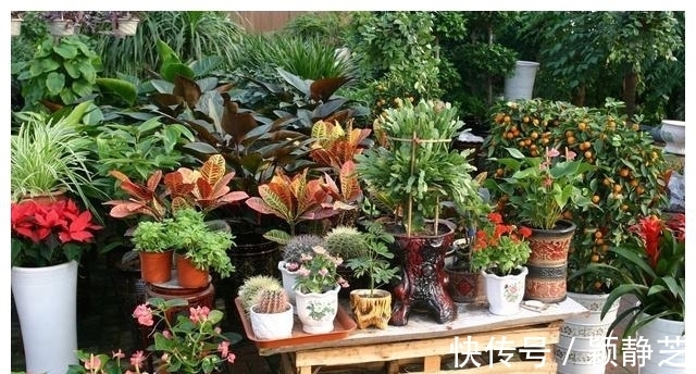 解热镇痛药|过期的药片别扔了,比花肥还管用,花草“吃”了猛长猛开花