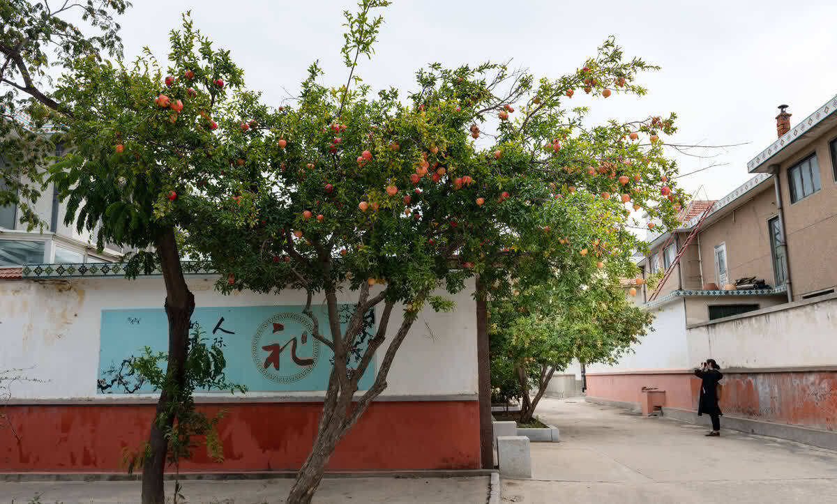 进入3月植树忙,有空地就种“4种树”,能看能吃,越大价值越高