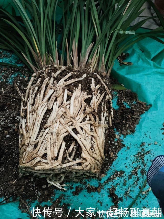 根系|3种花不用扦插，掰下来就能活，1盆变10盆，懒人也能养