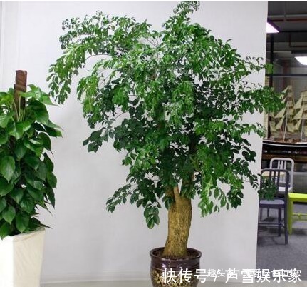 聪明人喜欢“2绿植”，养人还旺财，枝条变老后，就成“镇家宝”