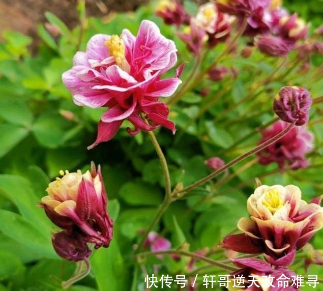 天冷不知养啥花那就养盆它,冬天不用管,春天也能开出一片花海!