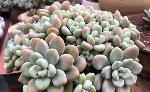 花盆|阳台养多肉，做好7点，养出的多肉就是比别人家的要美一点