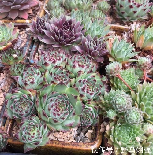 金钱树|太省心的花,1个月浇一次就行,叶子长的还超旺盛!