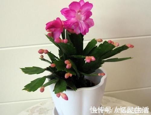 观叶|喜欢养花就选此3种,既漂亮又好养,在家赏花观叶不犯愁