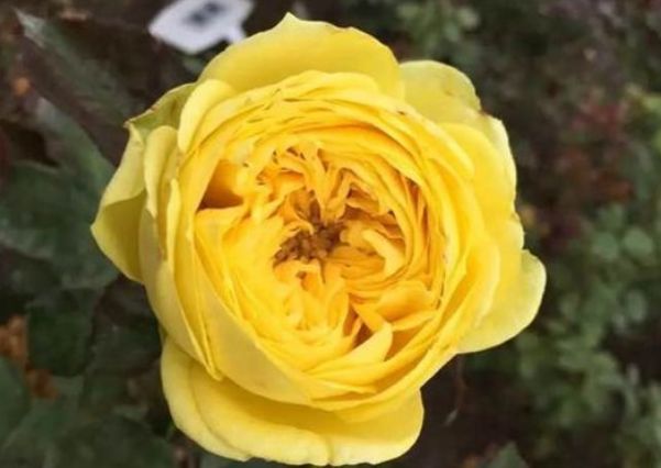 喜欢菊花,不如养盆“精品玫瑰”格拉汉托马斯,雍容华丽高雅丰满