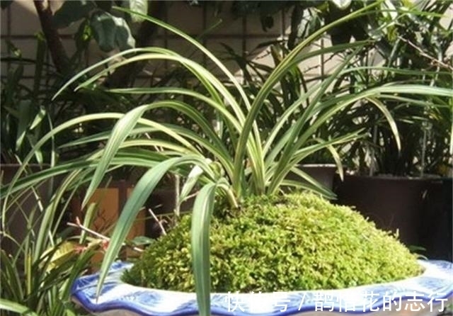 茎腐病|兰花常常养出“馒头堆”,这种造型好处多,预防病虫,花苞冒得多