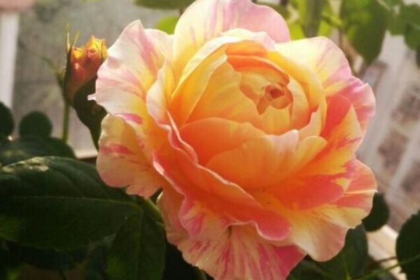 你没见过的条纹月季,花开像油画,定有一款能入你的法眼