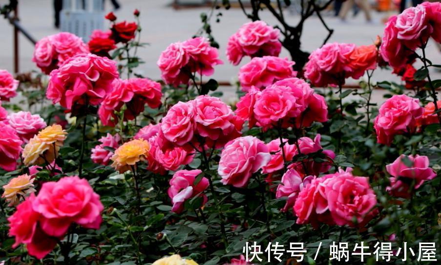病害|月季花出现黑斑？教你几个小技巧，轻松赶走病害，笋芽新芽猛长