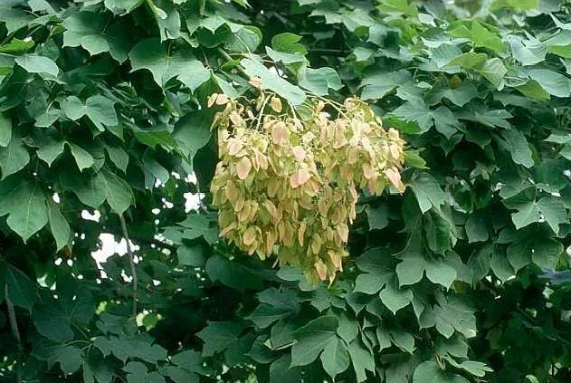 消失|7种农村快要消失的美食,你见过,不一定吃过哦