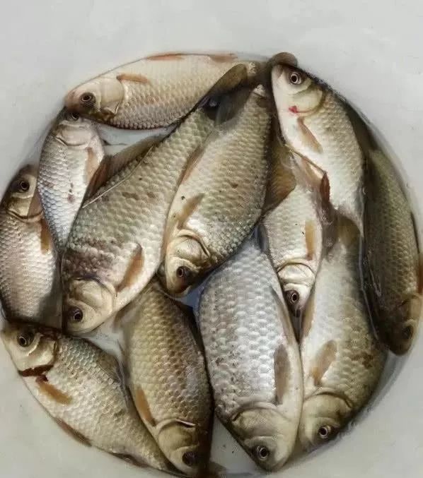 钓鲫鱼不能补窝，一补窝就停口你用错了方法，想不停口都难