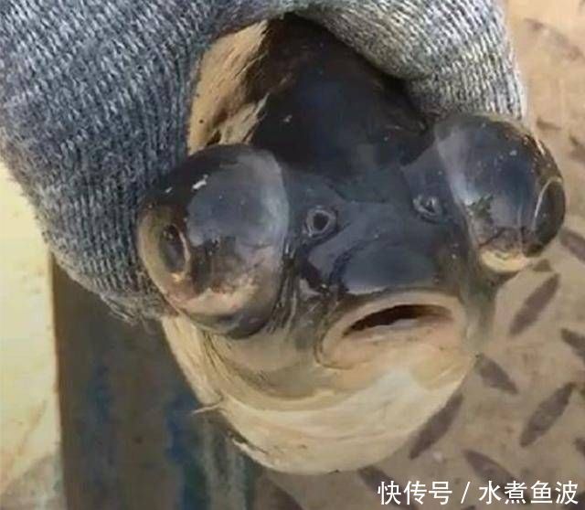 眼睛|一条有故事的鱼鲫鱼身上长着金鱼眼睛,这鱼是怎么来的
