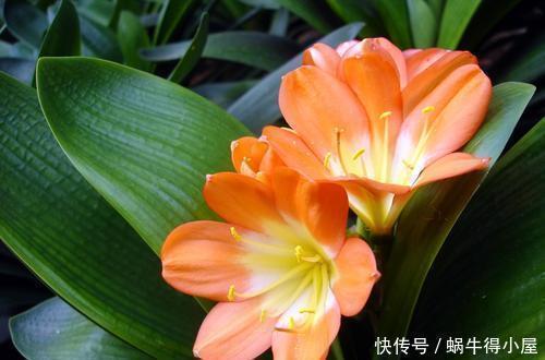 养分|8月养君子兰,土里埋2种东西,疏松肥沃,叶片挺拔如折扇