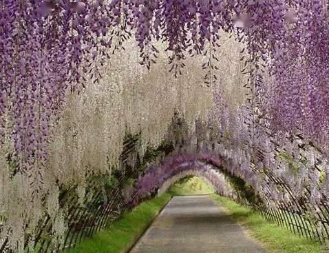 春天种上爬藤植物，夏天花儿爬满墙！