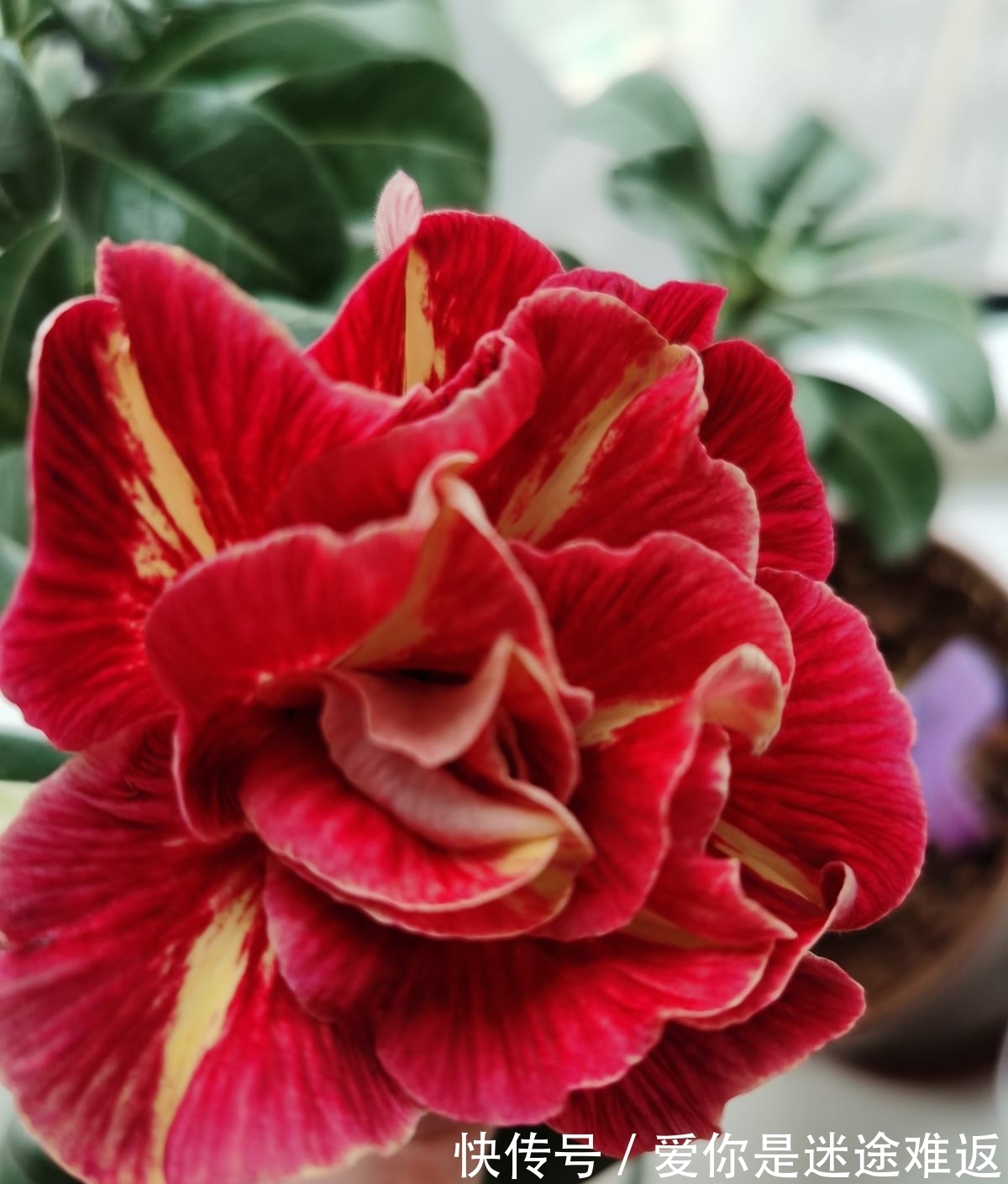 4种花得旱养,浇水越多植物越危险,容易烂根