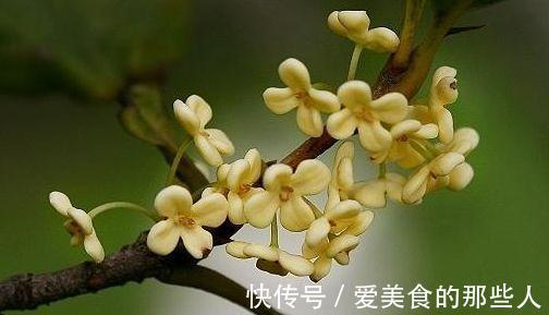 农历十月初三立冬后，养什么花？以下3种花，吉庆有余合家幸福