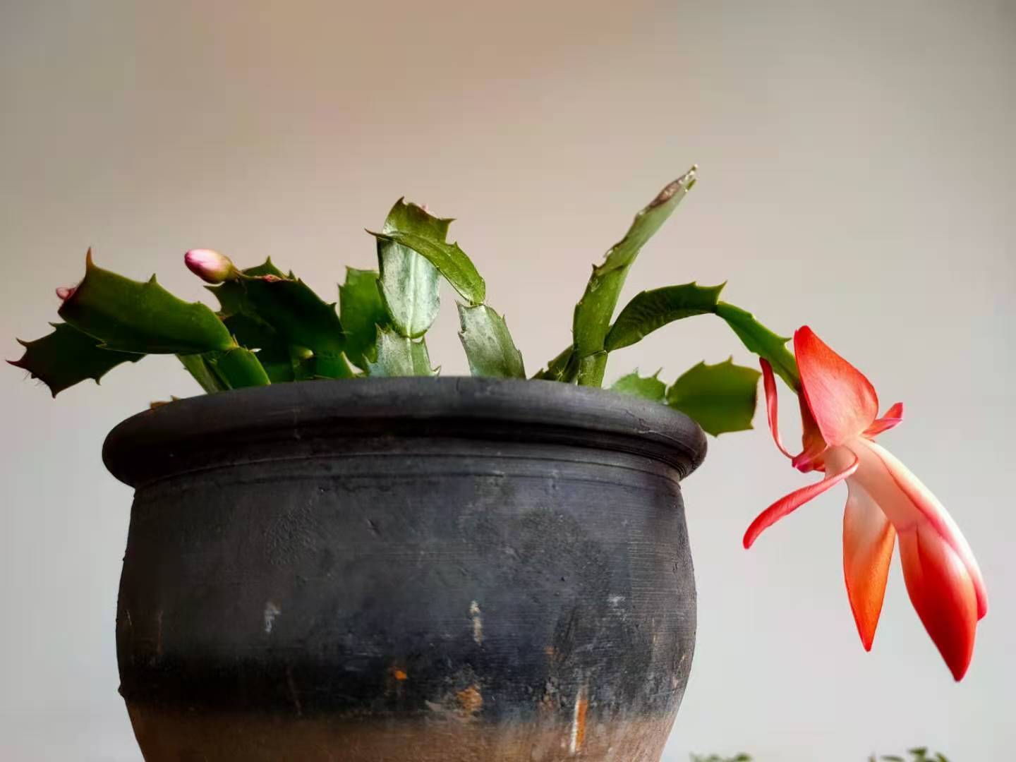 生长期|蟹爪兰的叶面肥别乱用,常用的3种肥,1种“另类”你用过哪种?