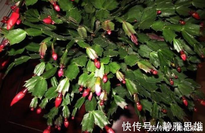 花友会|蟹爪兰2次开花数量少？花后5步不能少，做好轻松开爆盆！