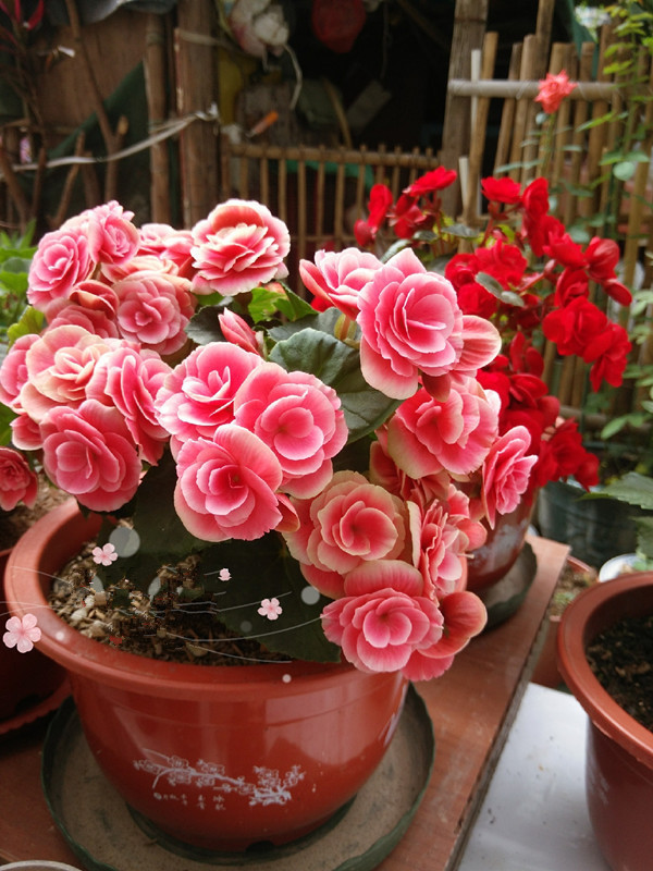 非常漂亮的草本花卉,全年开花不停,被誉为玫瑰海棠