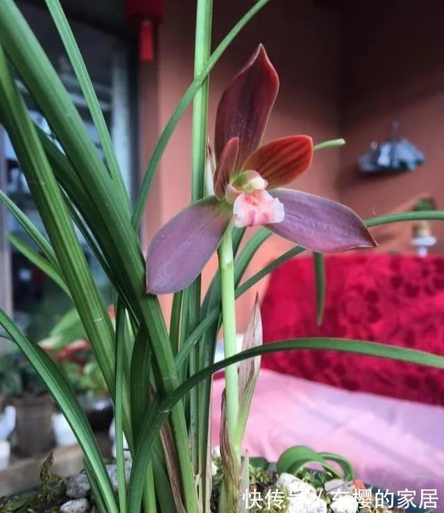 中国兰花第一红火热的红河红，美丽大方，炽烈花色美丽至极