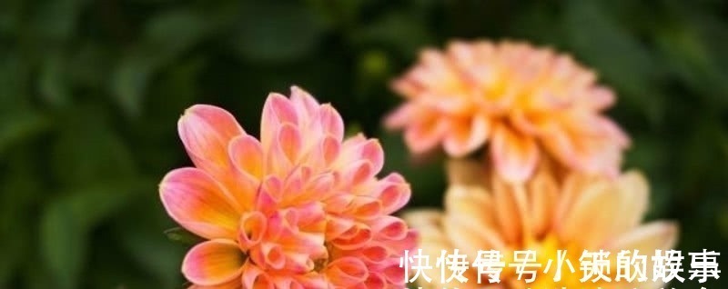 唯美&元稹的《桃花》和《菊花》，写得无比凄美，同时也很是悲伤！