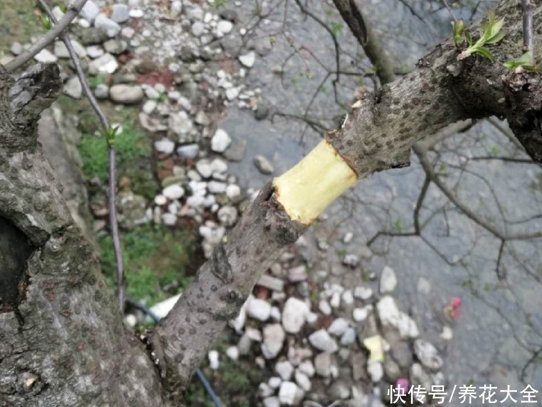 修剪|8月后，6种花别修剪，小心以后不开花