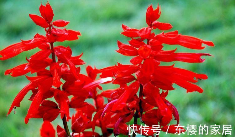 高颜值|农历7月17号起,最适合养这些花,高颜值易成活,花艳香浓