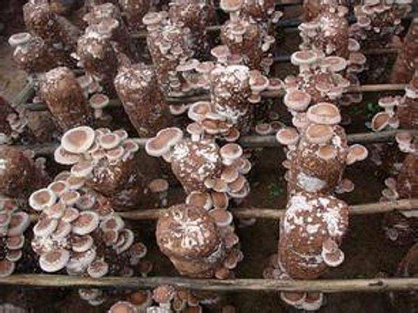 降压|高血压最怕这几种碱性食物,坚持每天吃点,血压平稳身体好