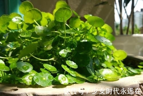 3种漂亮花,种在小盆里,不建议地栽,否则泛滥成灾,根本清不掉