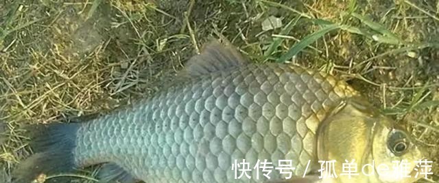 鱼窝|冬季鲫鱼藏哪去了这3个方面都是鱼窝，找到后一条接一条吃钩！