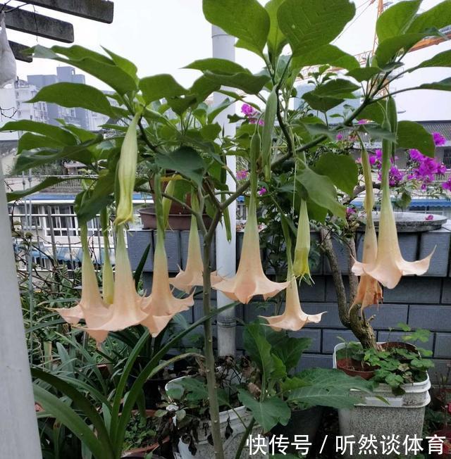 有毒花|8种常见“有毒花”，小心误买回家，家里有小孩要谨慎，安全第一