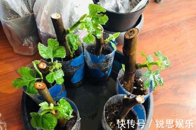 花友们|“2种花”现在扦插正好,剪个枝插盆里,易生根,很快长出一大盆