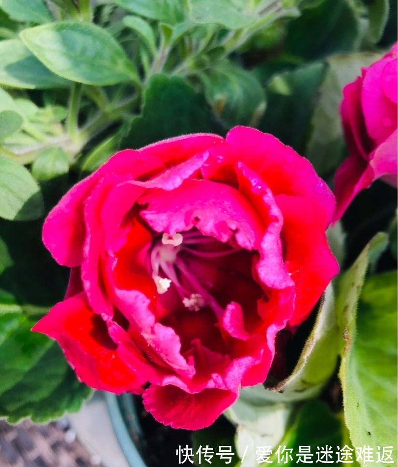 4种花得旱养,浇水越多植物越危险,容易烂根