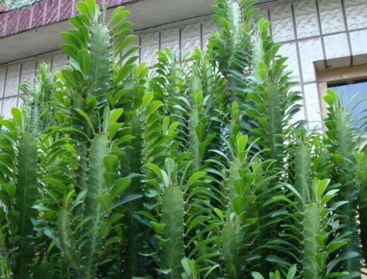 散尾葵|最适合新手养的4种花,沾土就能活,不易生病好养护