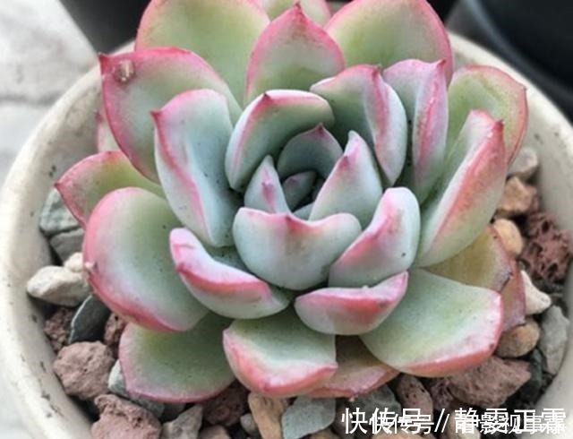 光照|养多肉，这4个“要点”缺一不可，少一个，都难以养活！