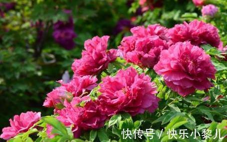 贵人|生肖鸡人生的分水岭到来,2月贵人相助,尤其是1969、1981年的!