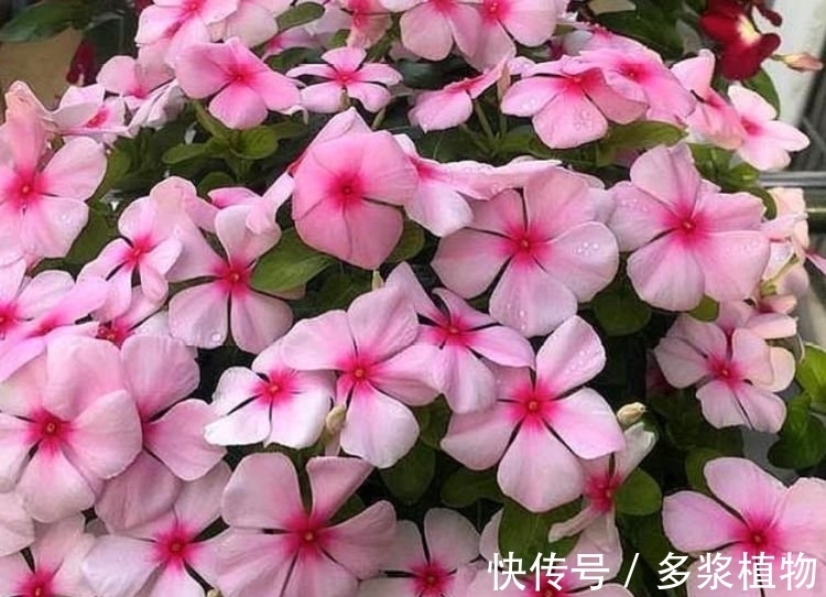 指甲|“4种花”爱开花,阳台养几盆,直接开成百花园,枝繁叶茂,美