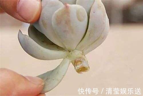 叶片|多肉叶插,记住3个小诀窍,生根发芽快,一棵变10棵,一盆变多盆