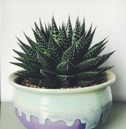 自从卫生间里放了这盆花后，再也没异味了