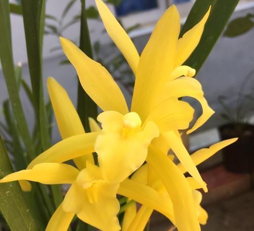  新手|建兰名品“黄金小神童”，花色耀眼，香味扑鼻，新手兰友也能养好