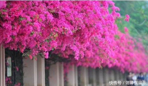 三角梅|养三角梅，给它披1件“黑棉袄”，花开爆满盆，养出一片花海，美