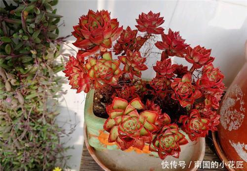 家里养多肉植物,从3个方面下手,叶片饱满有活力,新手也会养!